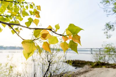 Hoe snel groeit liguster - groei per jaar?