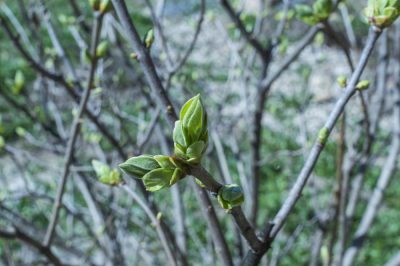 Uien telen in uw eigen tuin